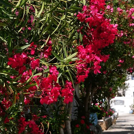 מלון דירות Lakki Village אגיאלי